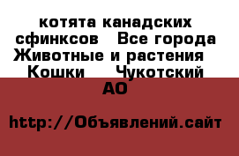 котята канадских сфинксов - Все города Животные и растения » Кошки   . Чукотский АО